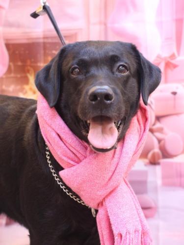 20241204フックくん